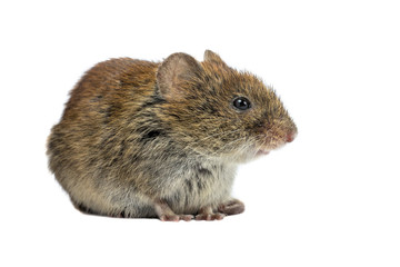 Bank vole sideview on white background