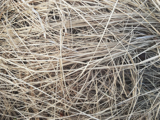 Dry grass