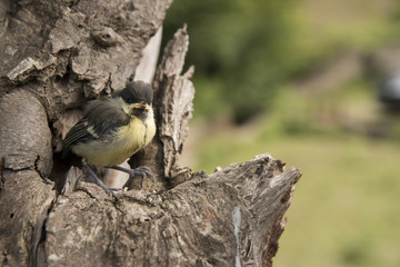 baby bird on tree
