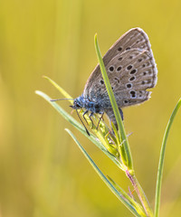 Reproducing Alcon blue butterfly