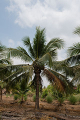 Fototapeta na wymiar Green coconut at tree