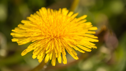 Весеннее цветение растений