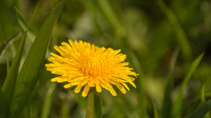 Весеннее цветение растений