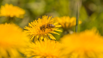 Весеннее цветение растений
