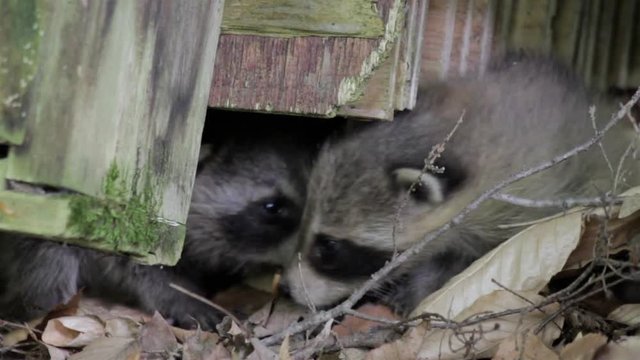 two baby raccoons peer out from beneath a log