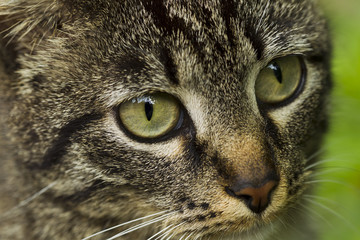 The cat is walking on the street