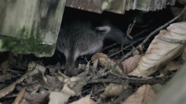 two baby raccoons poke their noses out from under a log