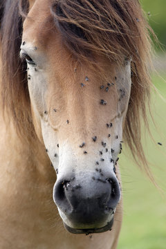 Flies on horse head