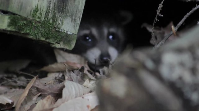 frightened baby raccoon hides under a log