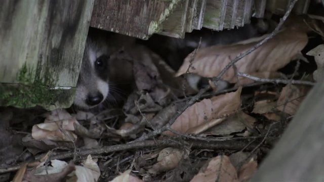 two baby raccoons poke their noses out from underneath a log