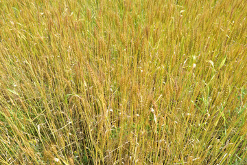 収穫間近の麦畑