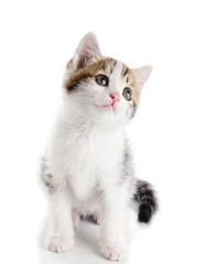 Kitten