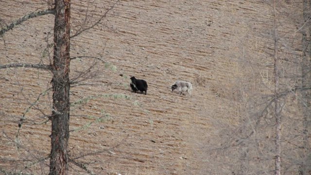 Two wild yaks grazing at the foot of the mountain. Sayan mountains. Siberia. Russian Federation.