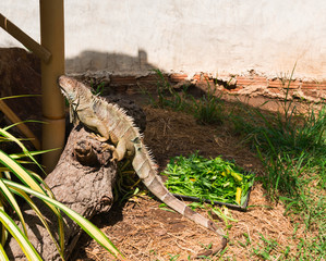lizard iguana on a branch close-up

