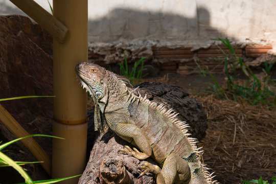 lizard iguana on a branch close-up
