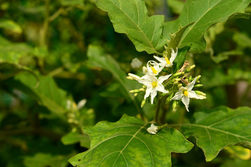 Solanum torvum flower on tree, Thailand