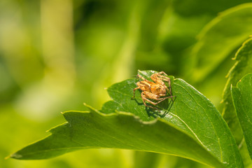 Tan Crab Spider on Leaf