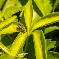 Resting Flesh Fly