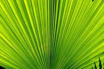Sun shining through a green leaf in the morning, Korat Thailand