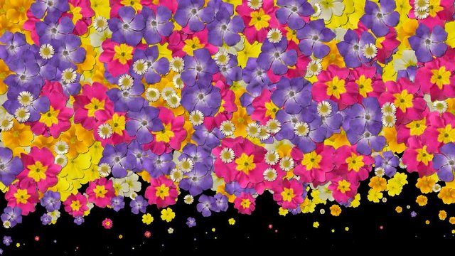 Flower transition plant petal bloom summer garden loop 4k