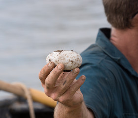 Crocodile egg collected from nest