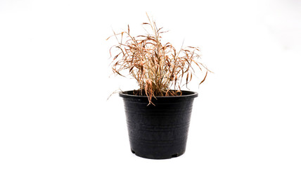 Wizened grass in the pot