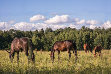 Obraz na płótnie Canvas group of chestnut horses graze in a paddock.