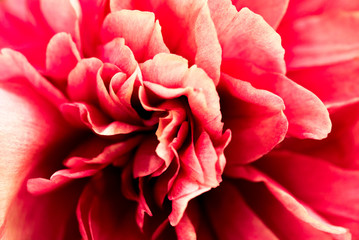 花のテクスチャ