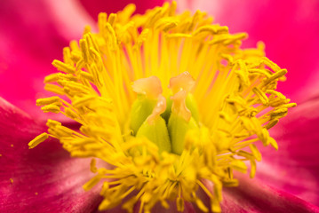 雄しべ・雌しべ