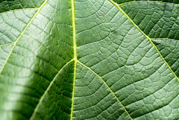 葉っぱのテクスチャ