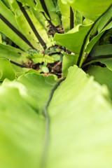 葉っぱのテクスチャ