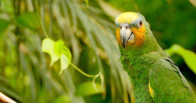 4K Exotic Green Parrot Medium Shot, Amazon Jungle