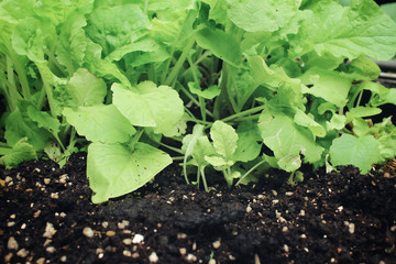 Chinese cabbage in garden