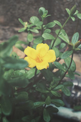Yellow flowers