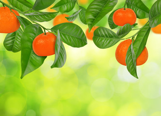 Mandarines hanging on a mandarine tree on green nature background