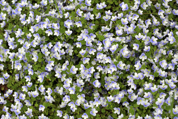 Obraz na płótnie Canvas Мелкие цветы