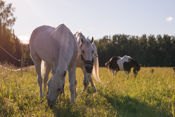 couple of white horses graze in a paddock.