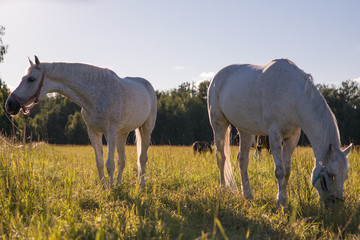 couple of white horses graze in a paddock.