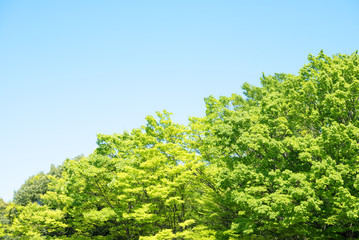新緑, 青空