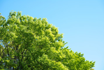 新緑, 青空