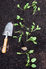 Hand spade lying on a vegetable patch.