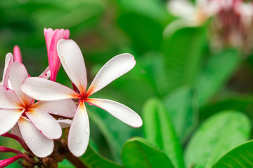 Fototapeta premium Plumeria flower with copy space for background.