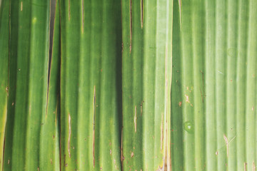 Fototapeta premium Banana leaves