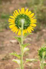 Back of sun flower.