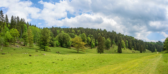 Forest panorama - Wental valley, Germany