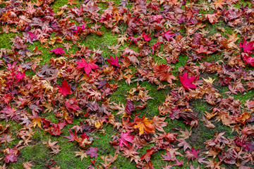 Maple leaves with moss on the ground in autumn