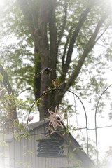 Bluebirds with food for young, perched and in flight 