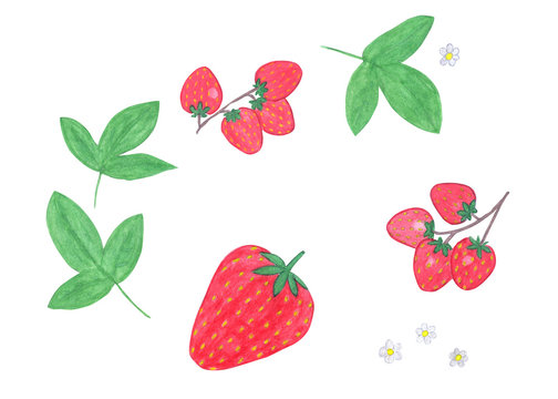 Watercolor strawberry set