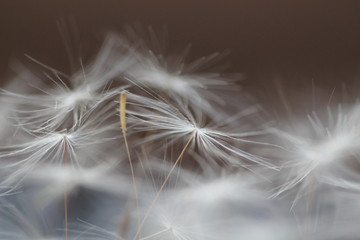 fluffy white dandelion on a beige background