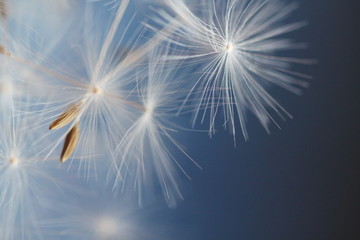 Fototapeta premium fluffy white dandelion on a blue background